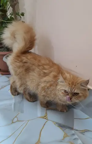 Persian Cat Adult Female