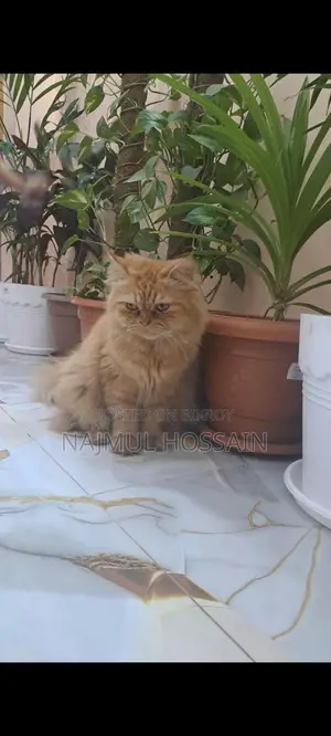 Persian Cat Adult Female