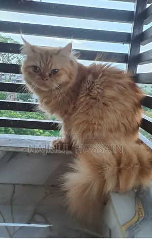 Persian Cat Adult Female