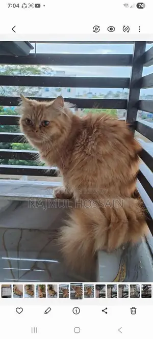 Persian Cat Adult Female