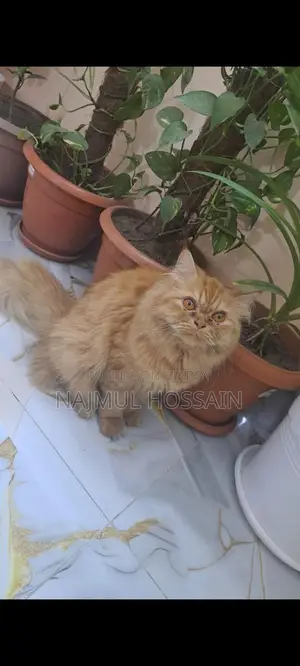 Persian Cat Adult Female