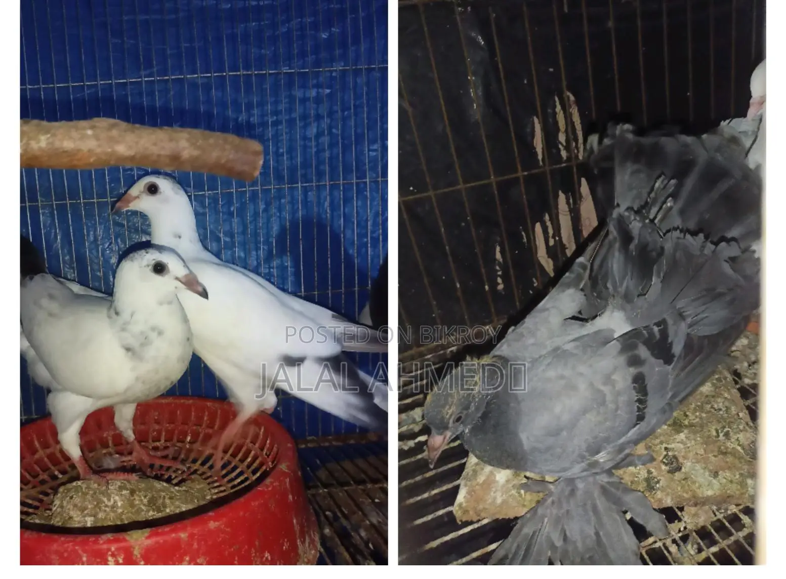 আফসান গ্রিজেল ও ব্লেকবার লক্ষা 0 পরের বেবি