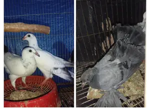 আফসান গ্রিজেল ও ব্লেকবার লক্ষা 0 পরের বেবি