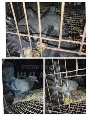 আফসান গ্রিজেল ও ব্লেকবার লক্ষা 0 পরের বেবি