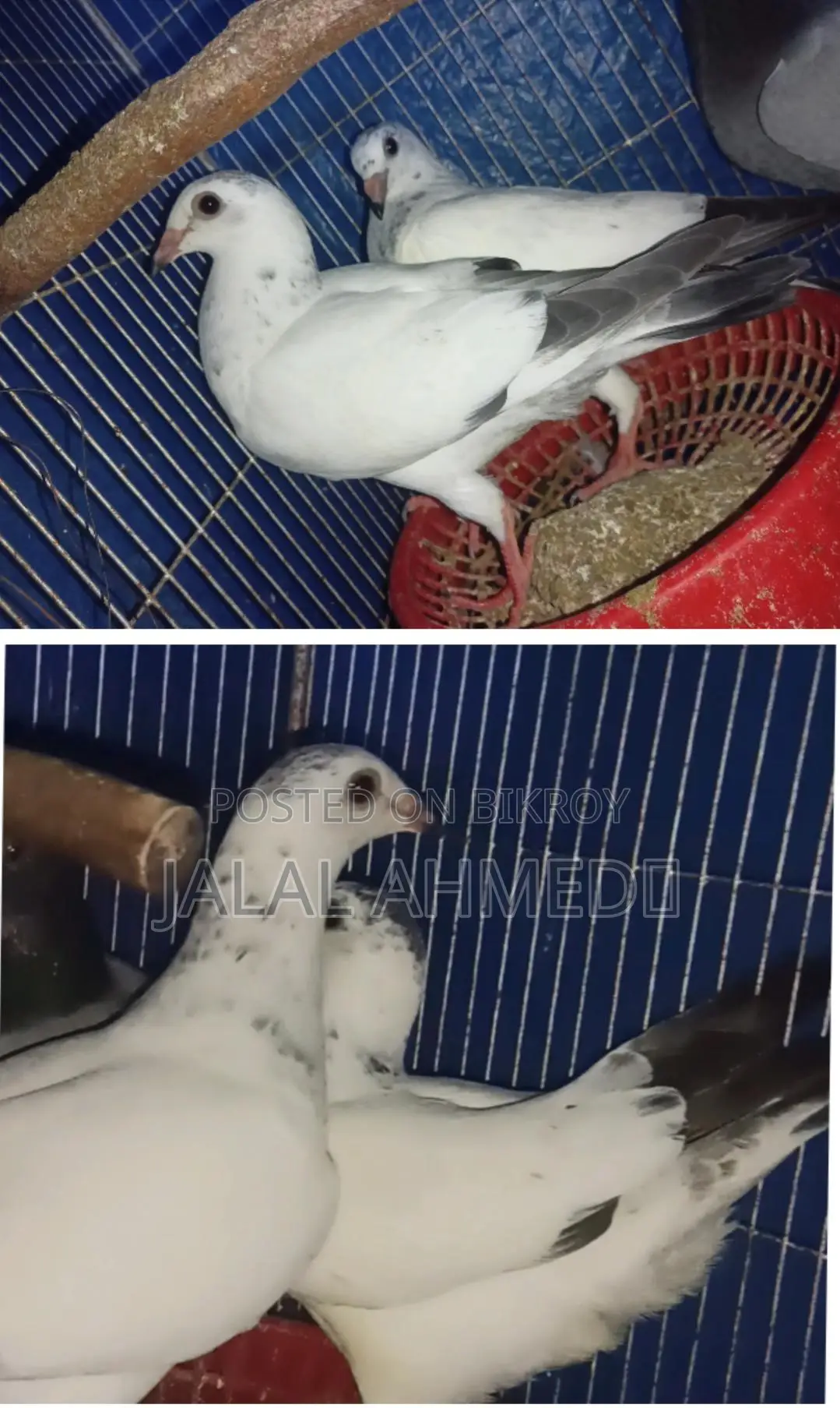 আফসান গ্রিজেল ও ব্লেকবার লক্ষা 0 পরের বেবি