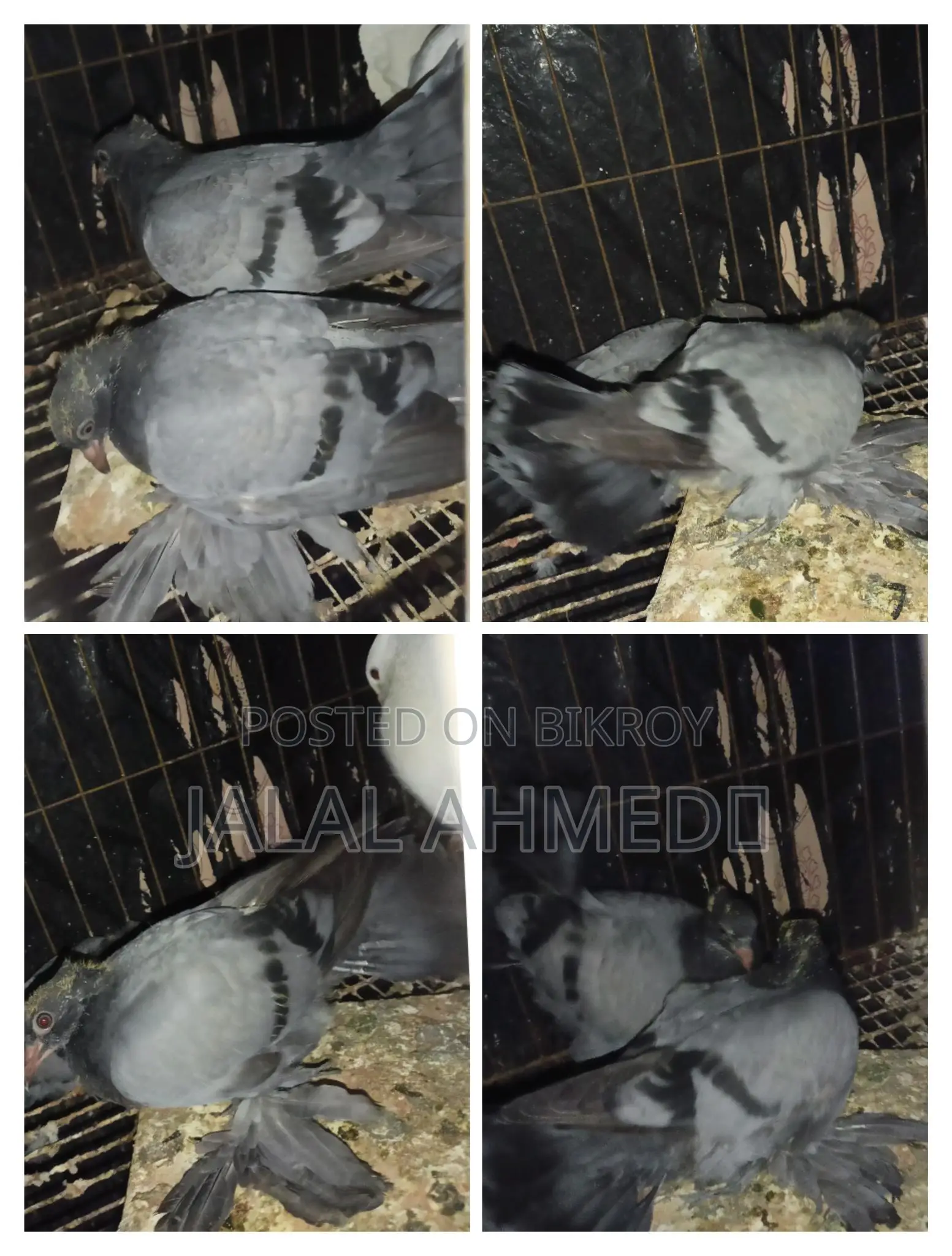 আফসান গ্রিজেল ও ব্লেকবার লক্ষা 0 পরের বেবি
