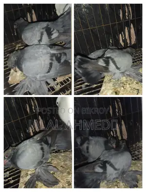 আফসান গ্রিজেল ও ব্লেকবার লক্ষা 0 পরের বেবি