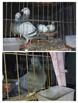আফসান গ্রিজেল ও ব্লেকবার লক্ষা 0 পরের বেবি