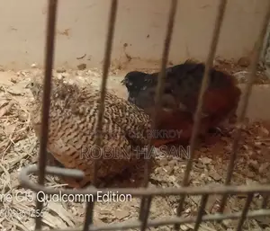 কিং কোয়েল পাখি