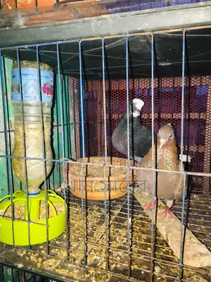 তিন জোরা রানিং ডিম বাচ্চা করা কবুতর বিক্রি হবে