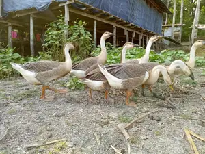 রাজহাঁস বিক্রি করা হবে