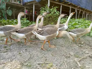 রাজহাঁস বিক্রি করা হবে