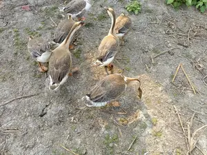 রাজহাঁস বিক্রি করা হবে