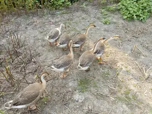 রাজহাঁস বিক্রি করা হবে