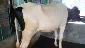 উন্নত জাতের বকনা ।(১১৫২ নং)