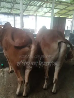 Bull Suitable for Qurbani