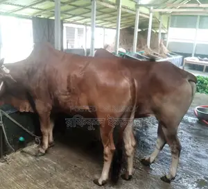 Bull Suitable for Qurbani