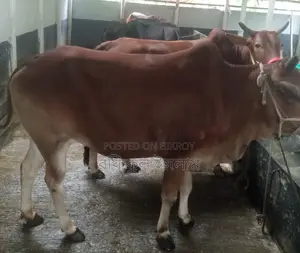 Bull Suitable for Qurbani