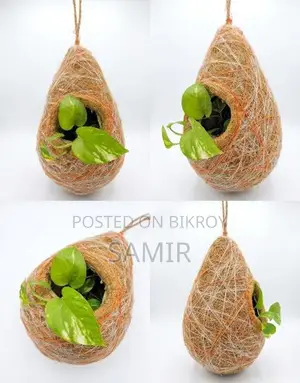 Money Plant in Hanging Bird Nest