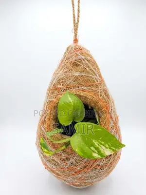 Money Plant in Hanging Bird Nest