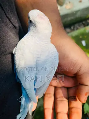 বাজরিগার পাখি