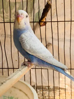 বাজরিগার পাখি