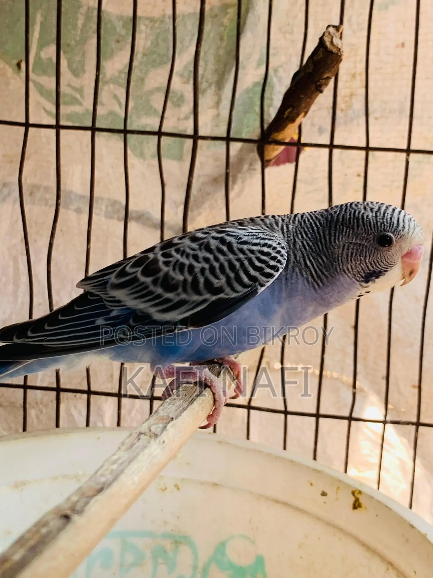 বাজরিগার পাখি