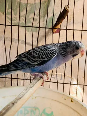 বাজরিগার পাখি