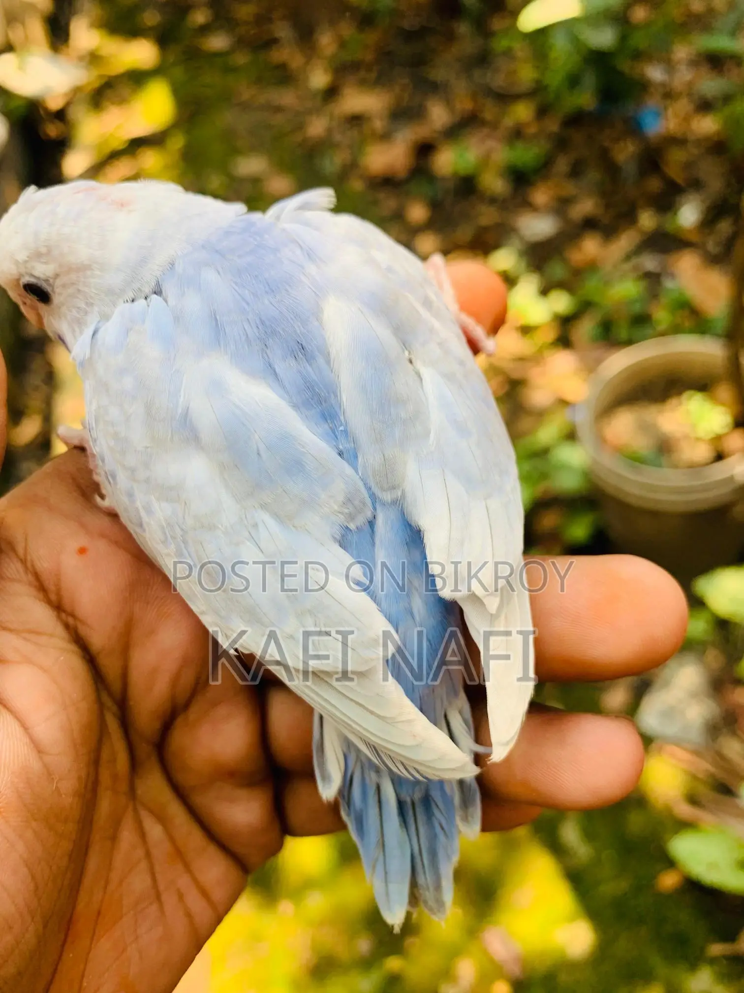 বাজরিগার পাখি