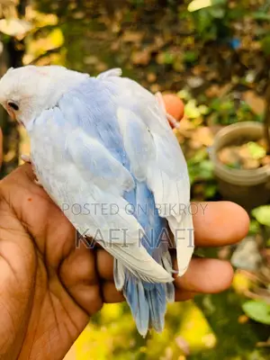 বাজরিগার পাখি