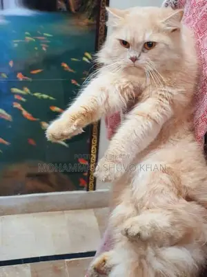 পারসিয়ান বিড়াল