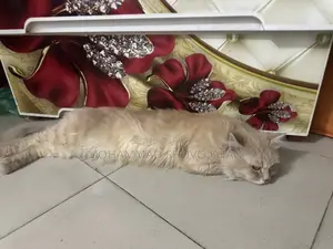 পারসিয়ান বিড়াল