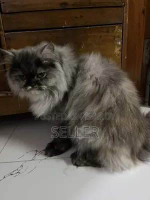 Male Female Triple Coat Persian