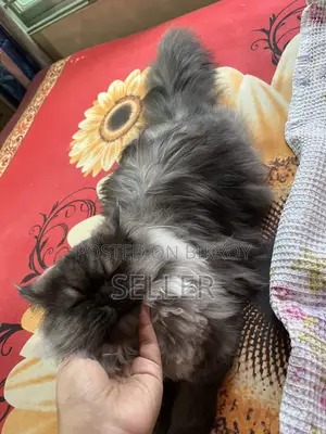 Male Female Triple Coat Persian