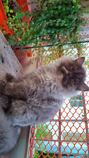 Male Female Triple Coat Persian