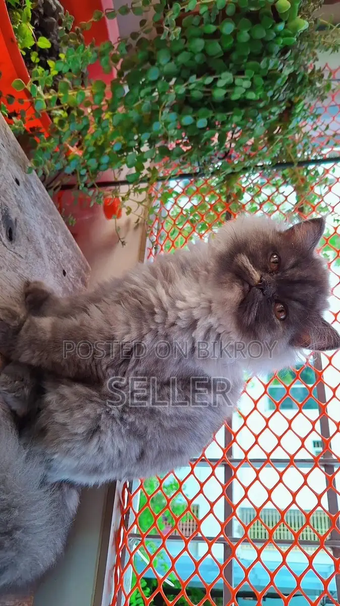 Male Female Triple Coat Persian