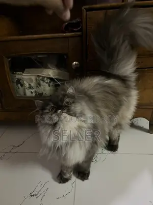 Male Female Triple Coat Persian