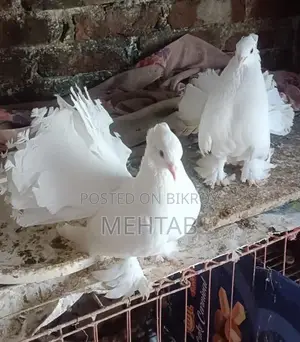 লক্ষা ময়ূরপঙ্খী ব্রিডিং পেয়ার, ফুলসেটাপ
