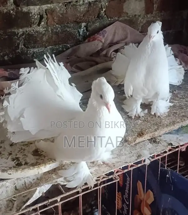 লক্ষা ময়ূরপঙ্খী ব্রিডিং পেয়ার, ফুলসেটাপ