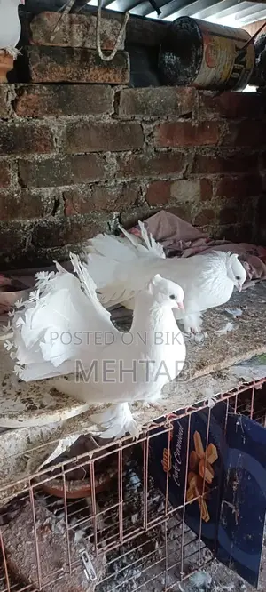 লক্ষা ময়ূরপঙ্খী ব্রিডিং পেয়ার, ফুলসেটাপ