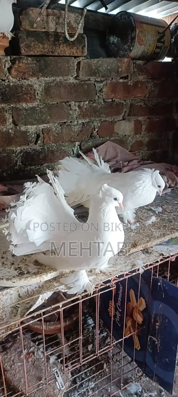 লক্ষা ময়ূরপঙ্খী ব্রিডিং পেয়ার, ফুলসেটাপ