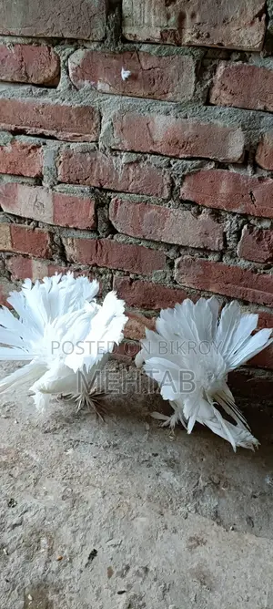 লক্ষা ময়ূরপঙ্খী ব্রিডিং পেয়ার, ফুলসেটাপ