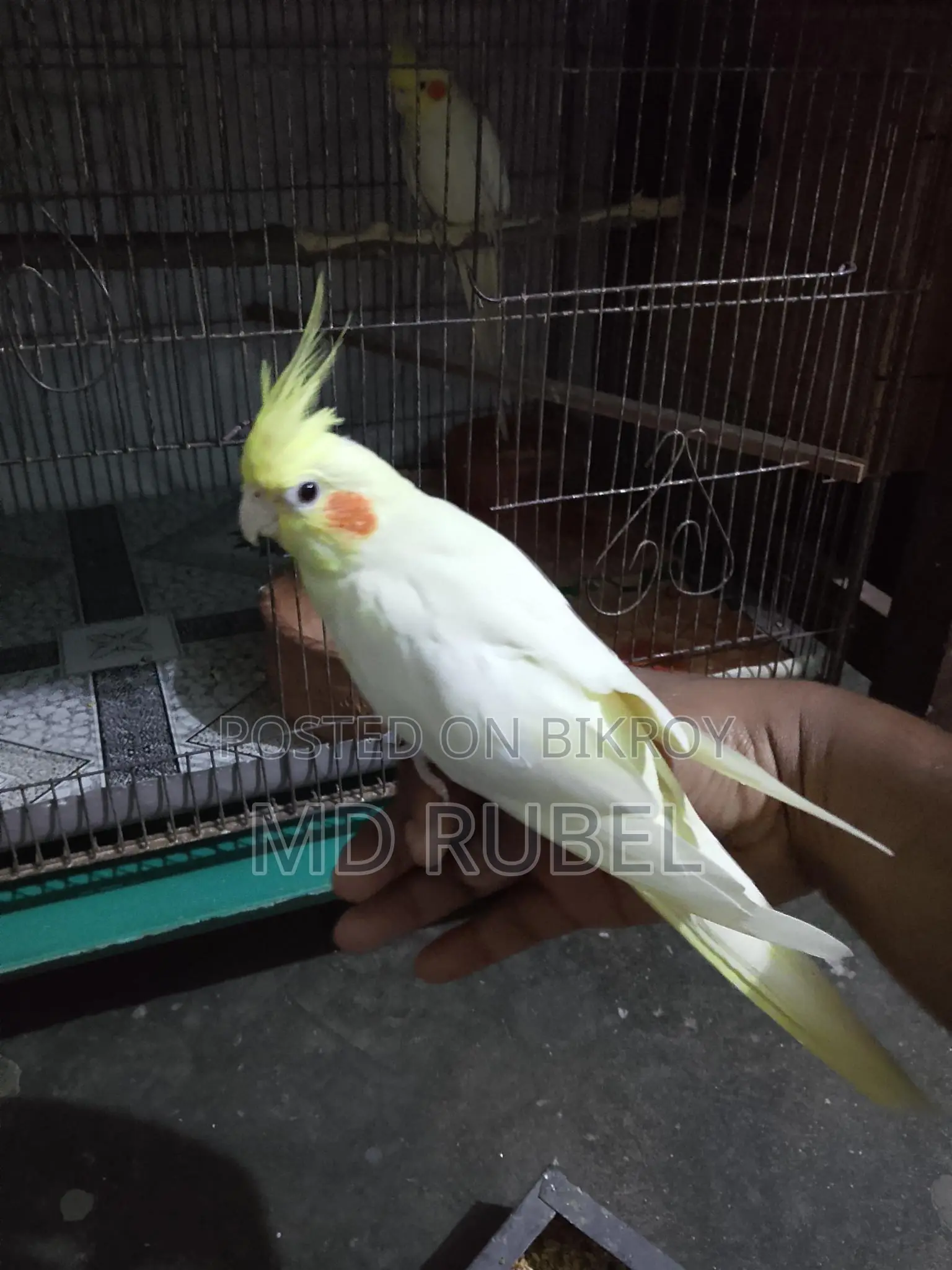 ককাটেল পাখি বিক্রি হবে