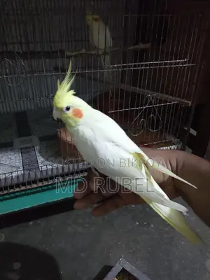 ককাটেল পাখি বিক্রি হবে