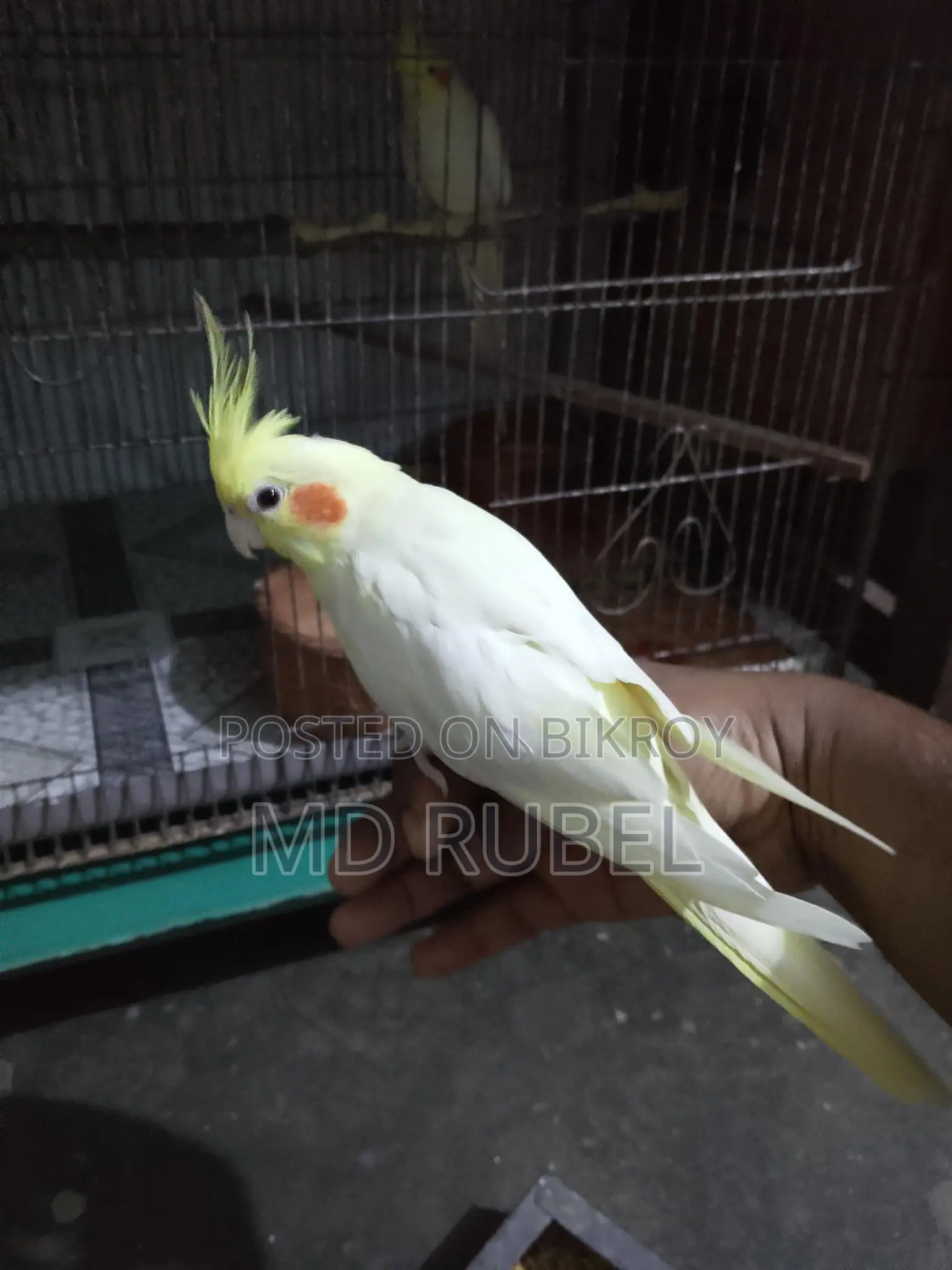 ককাটেল পাখি বিক্রি হবে