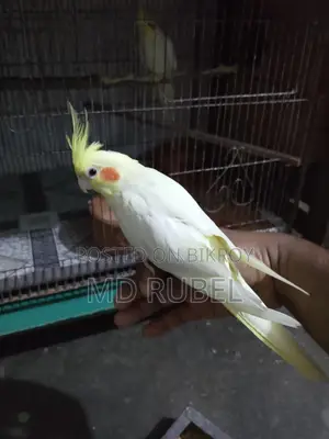 ককাটেল পাখি বিক্রি হবে