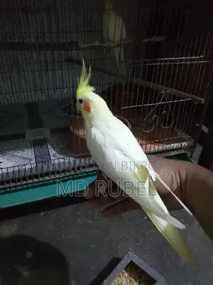 ককাটেল পাখি বিক্রি হবে