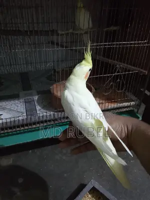 ককাটেল পাখি বিক্রি হবে