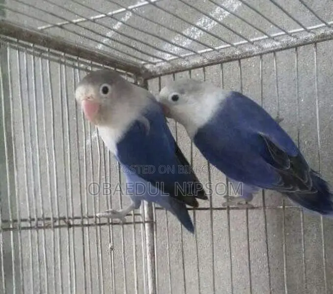 ৩টা বেবীসহ পেয়ার