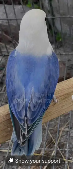 ৩টা বেবীসহ পেয়ার